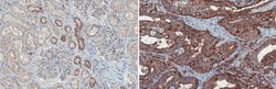 TMPRSS2, Mouse anti-Human, Clone: P5H9-A3, Millipore Sigma 100&mu;g; Unconjugated:Antibodies,